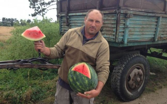 Producție timpurie la Dăbuleni