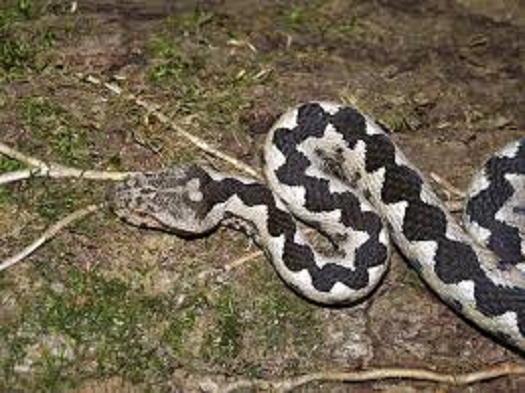 Vipera cu corn pe Clisura Dunării