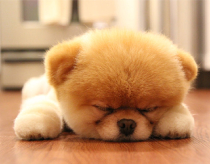 Dogfidelity, rețea de socializare pentru câini, s-a deschis azi, la Paris