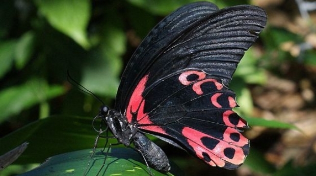 Astazi, „Culorile prind aripi”