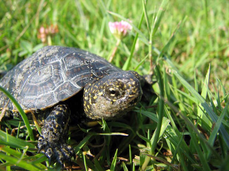 Dosar penal pentru broaste testose