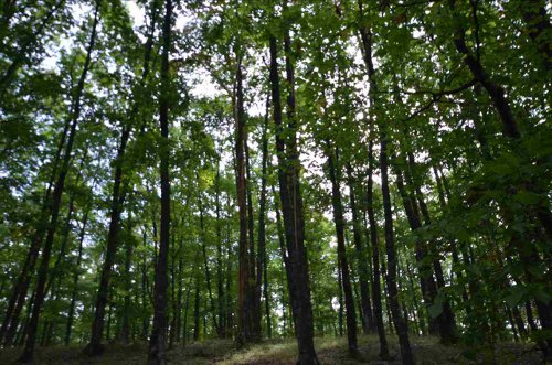 Paduri nepazite in Valcea