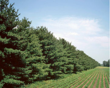 Perdele forestiere in Oltenia