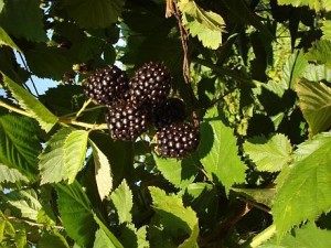 Investitii spaniole la Bustuchin