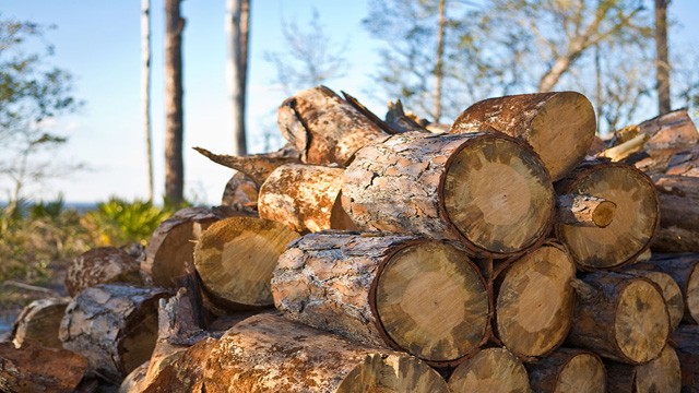 Monitorizarea exporturilor de material lemnos