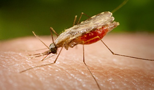 Infecţie cu virusul West Nile