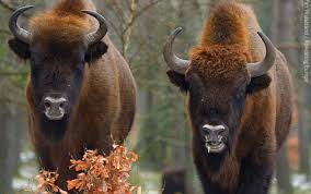 Zimbrii, salvati de la disparitie!