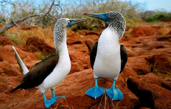Picture of the Day: The blue legged bird