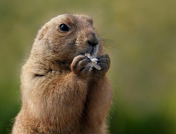 Festivalul „Prietenii Marmotelor”