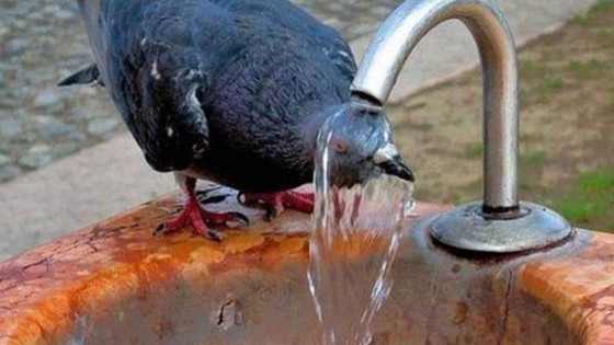 Cod portocaliu de caniculă