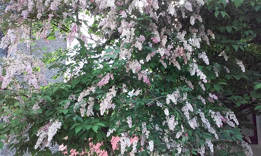 Azi despre ieri – 13 iulie 2015