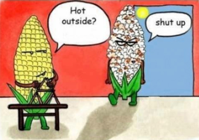 Picture of the Day: Heat wave makes the corn pop