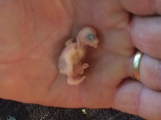 Cat de mare e un pui mic?