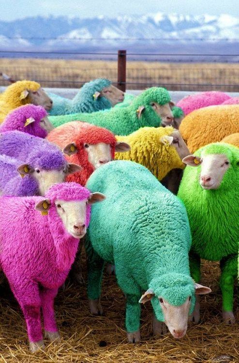 Picture of the Day: Rainbow sheep