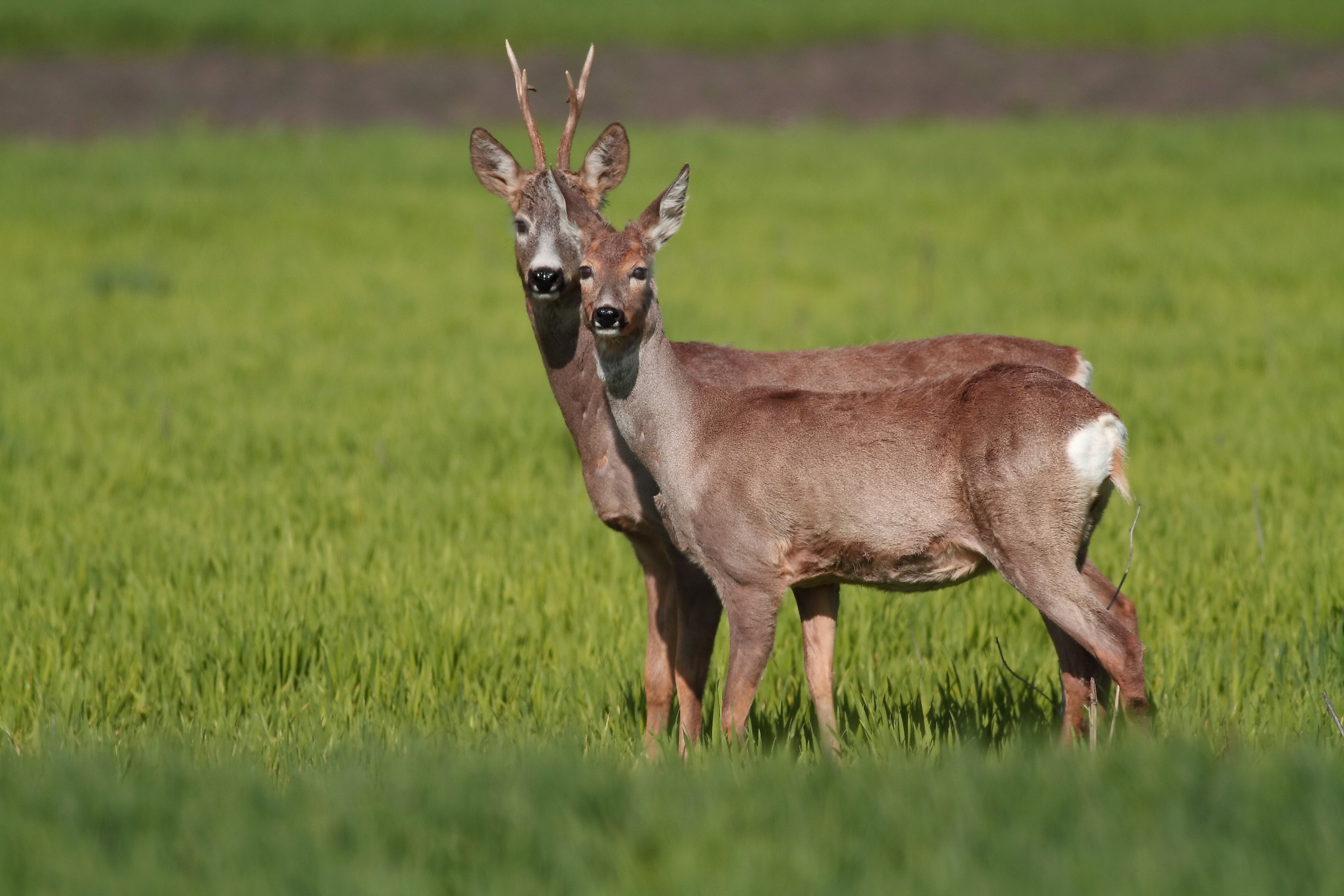 Subventie de hrana pentru animalele salbatice