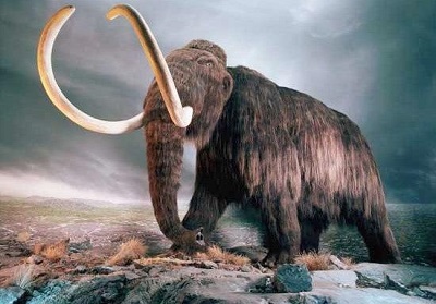 Oamenii de stiinta sustin ca ar putea sa readuca mamutii la viată