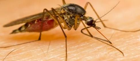 Află ce fel de oameni preferă țânțarii să înțepe și cum te poți feri vara aceasta de ei