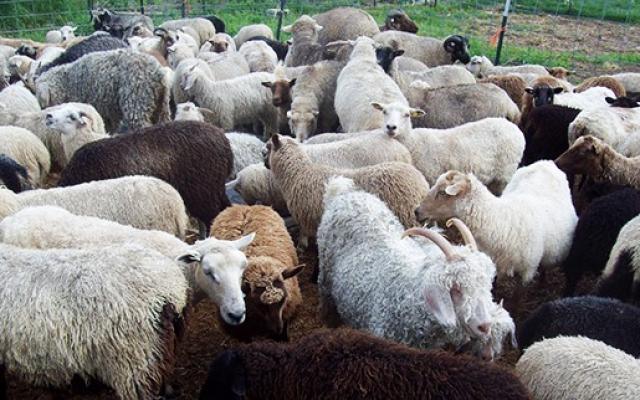 Apia a făcut plăți