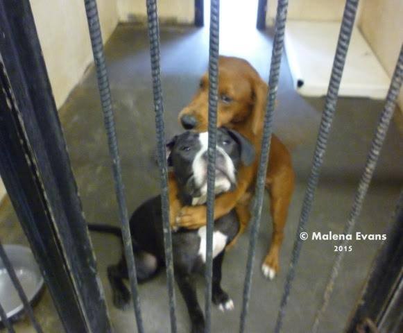 Poza care le-a salvat viata!