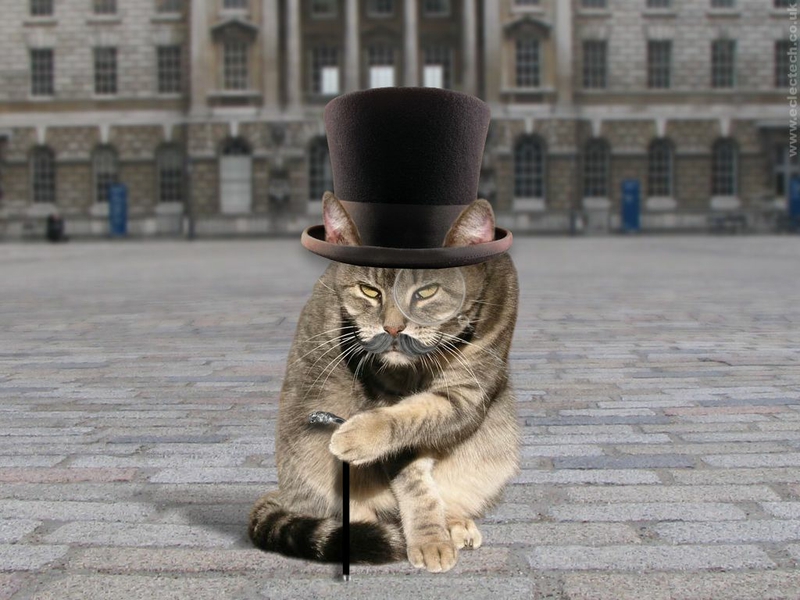 Picture of the Day: Catlock Holmes