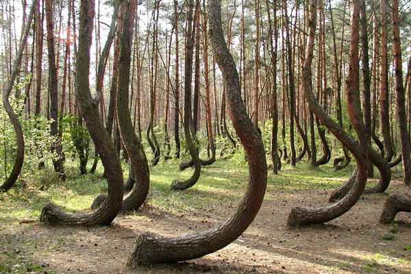 Picture of the Day: The haunted forest of Romania