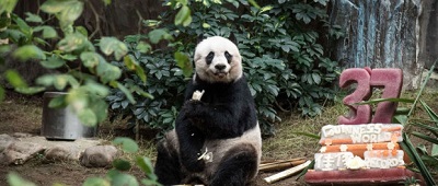 Cel mai batran exemplar de Panda din lume a implinit 37 de ani