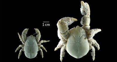 Newly discovered yeti crab swarms around Antarctic hydrothermal vents