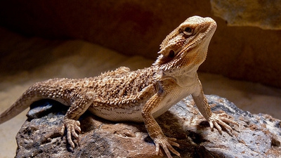 Masculii unei specii de soparle devin femele!