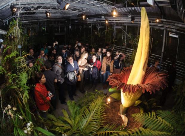 De astazi avem „Flori din Grădini Botanice”