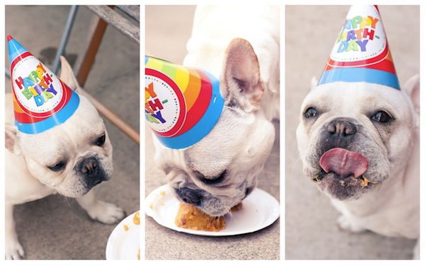 Vive le French Bulldog!