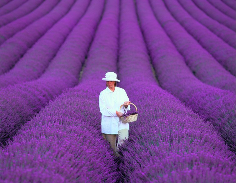 Picture of the Day: Lavander field in Provence