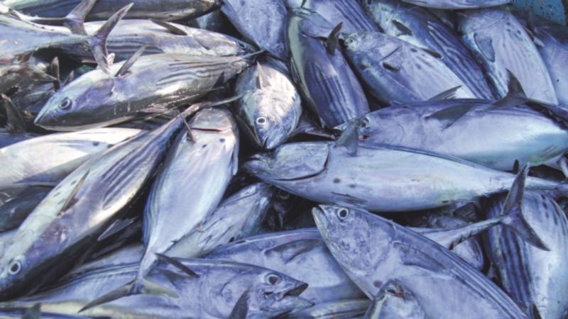 PECH Mission to Milan EXPO 2015