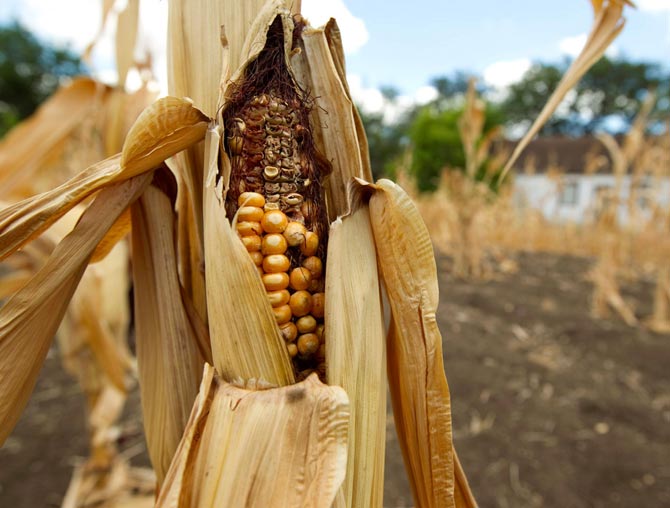 Culturi agricole compromise