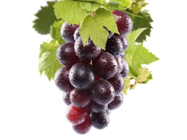 16 AUGUST – LEGATUL VIILOR