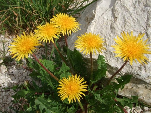 Păpădia, leac anticancer!