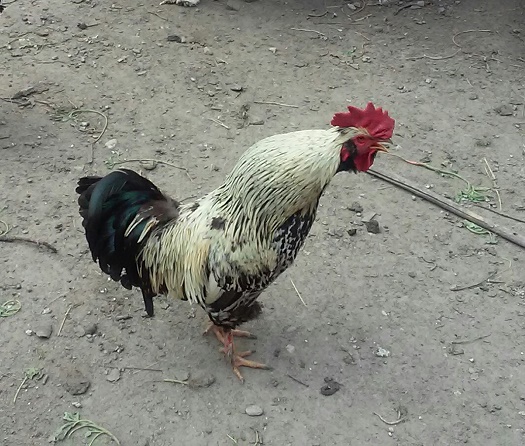 Azi despre ieri – 24 august 2015