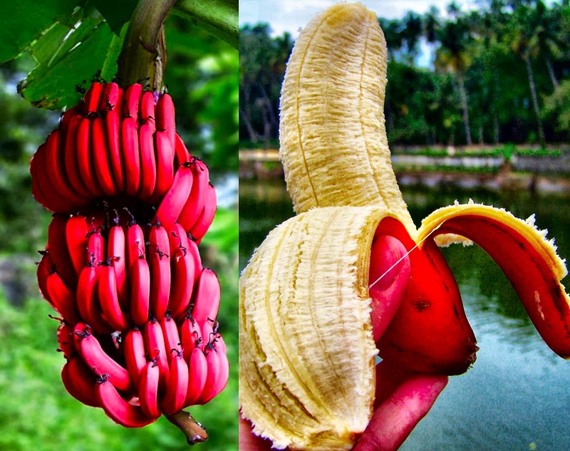 Picture of the Day: Red Bananas? YES, PLEASE!