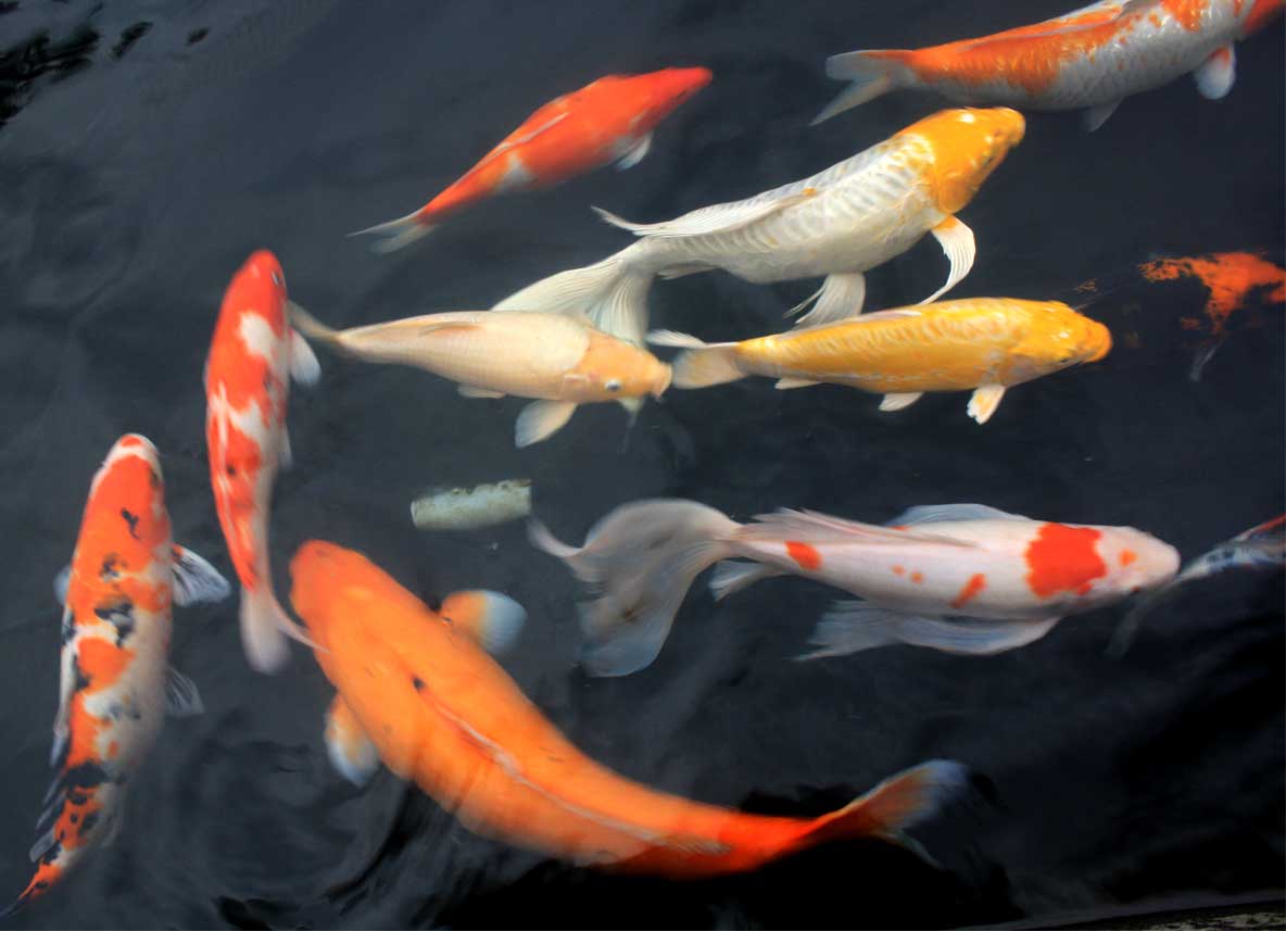 Bursa Pestelui la Corabia