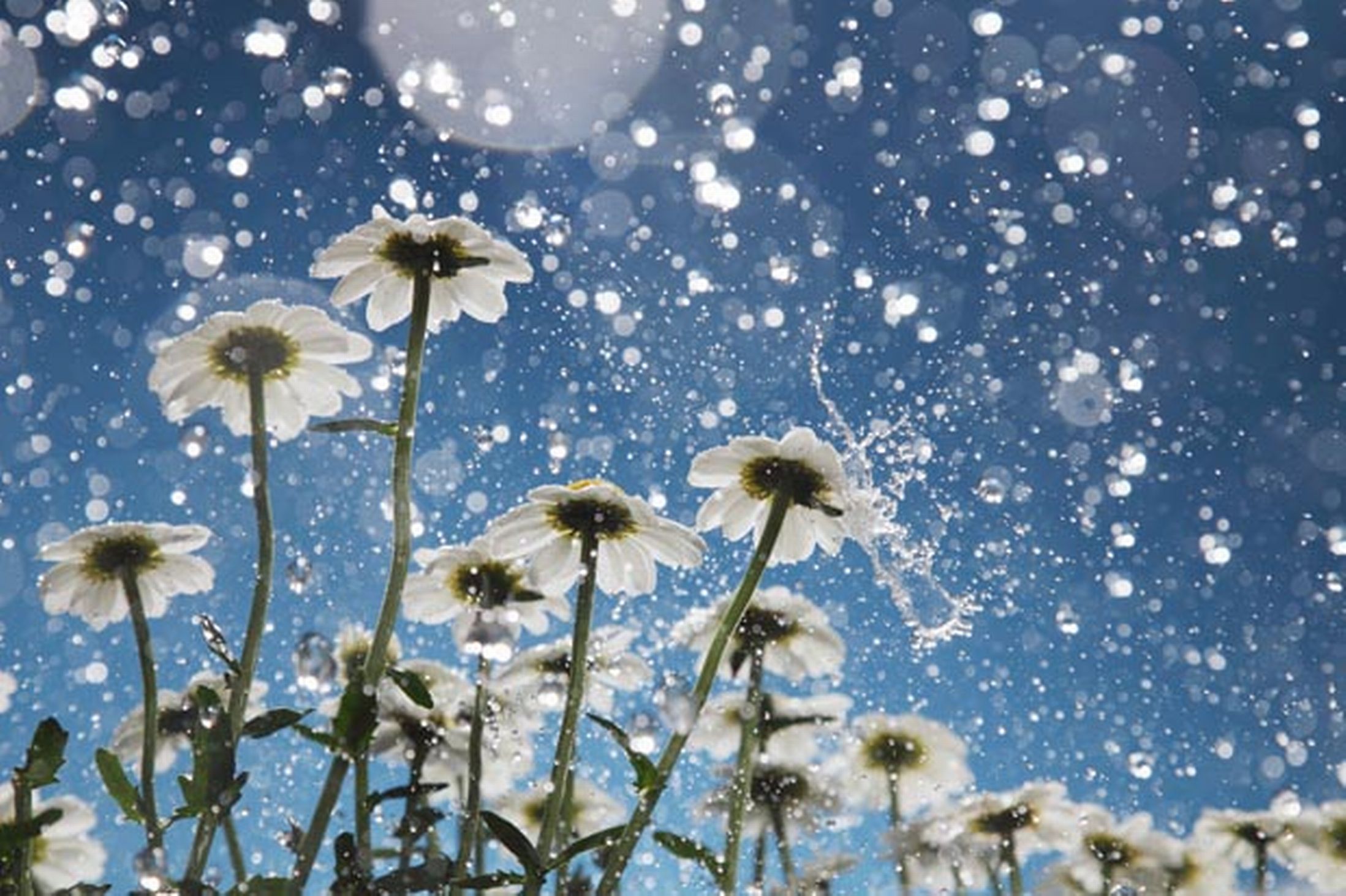 Ploile ocolesc Romania