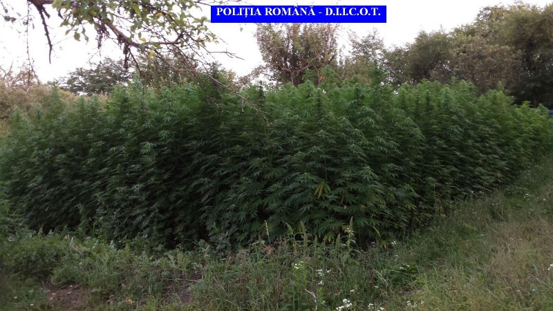 Cultura de cannabis descoperita in judetul Mures