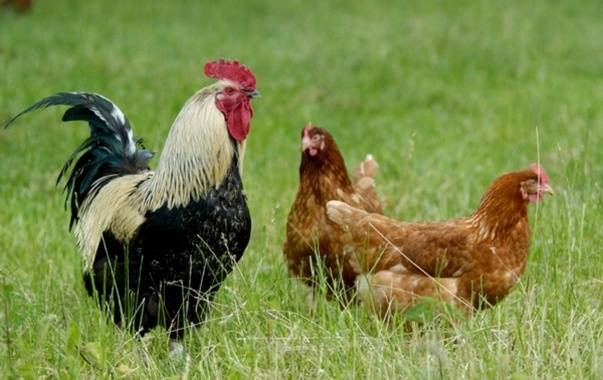 3 SEPTEMBRIE – DE CAND ARE COCOSUL 40 DE NEVESTE