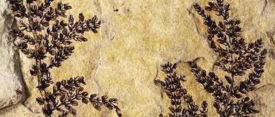 Cea mai veche floare din lume are 125 de milioane de ani