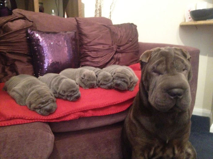 Picture of the Day: Wrinkle, wrinkle, little dog…