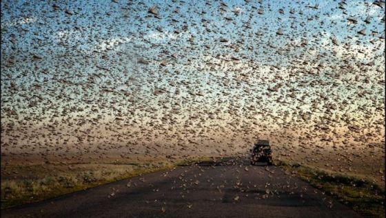 Regiune devastata de lacuste