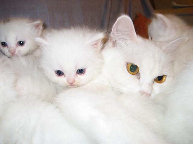 8 august: Ziua Internationala a Pisicii!