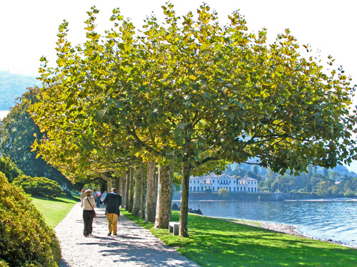 ( Audio) Plang platanii!