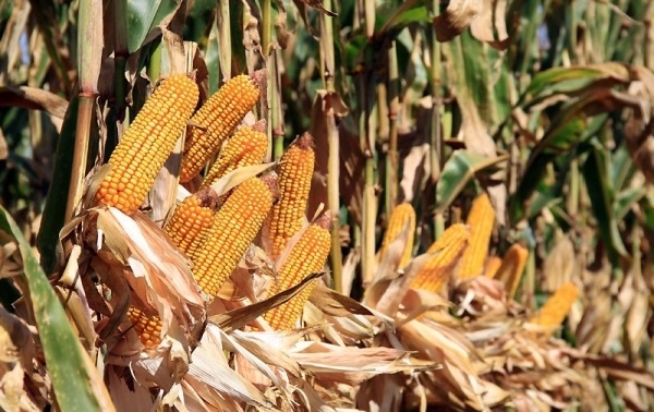 Grau da… porumb nu prea