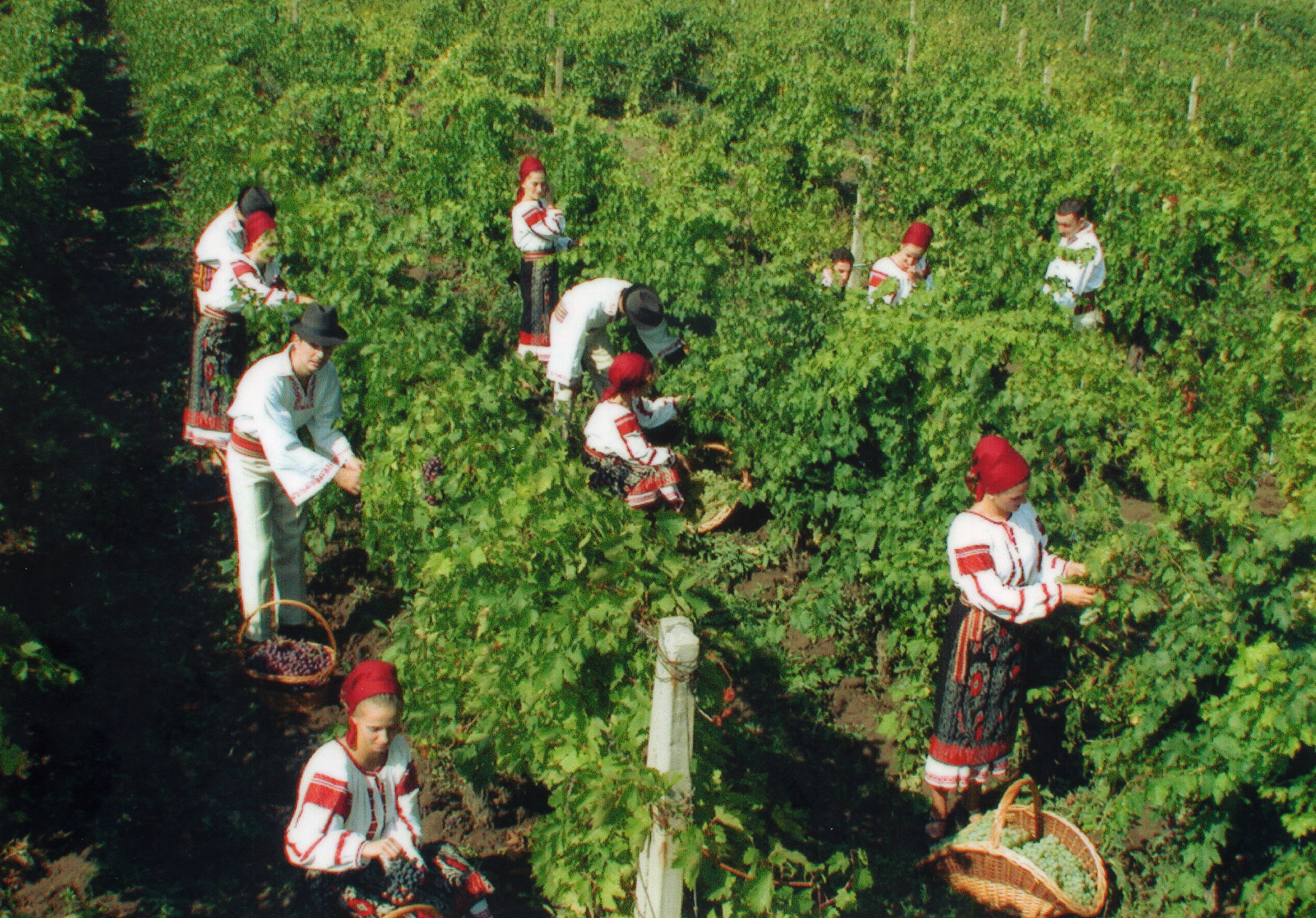 19 SEPTEMBRIE – LA CULESUL VII