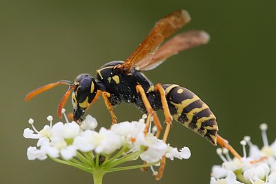 Veninul unor viespi din Brazilia, o posibila arma eficienta in lupta impotriva cancerului