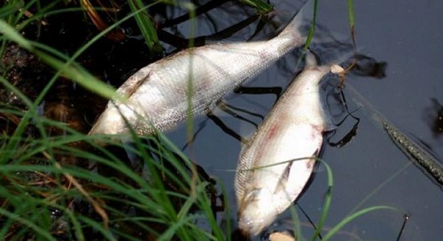 Poluare în râul Topolniţa